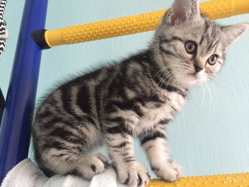 Котёнок шотландский прямоухий мраморный