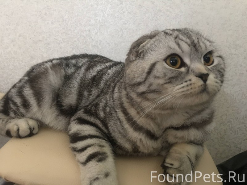 Мраморные коты шотландцы