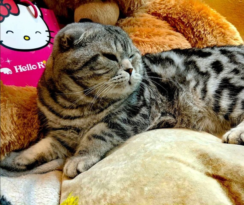 Крупный кот шотландец мраморный