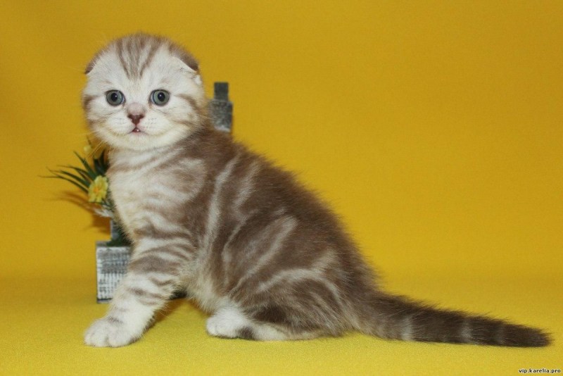 Мраморный британец котенок вислоухий