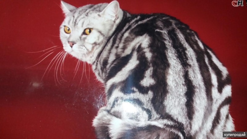 Шотландская вислоухая кошка мраморная прямоухие