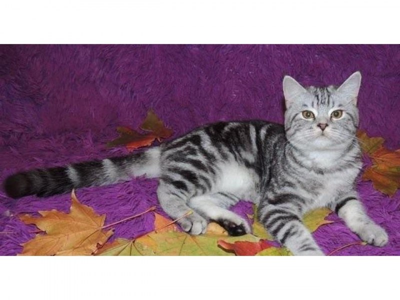 Шотландская мраморная кошка