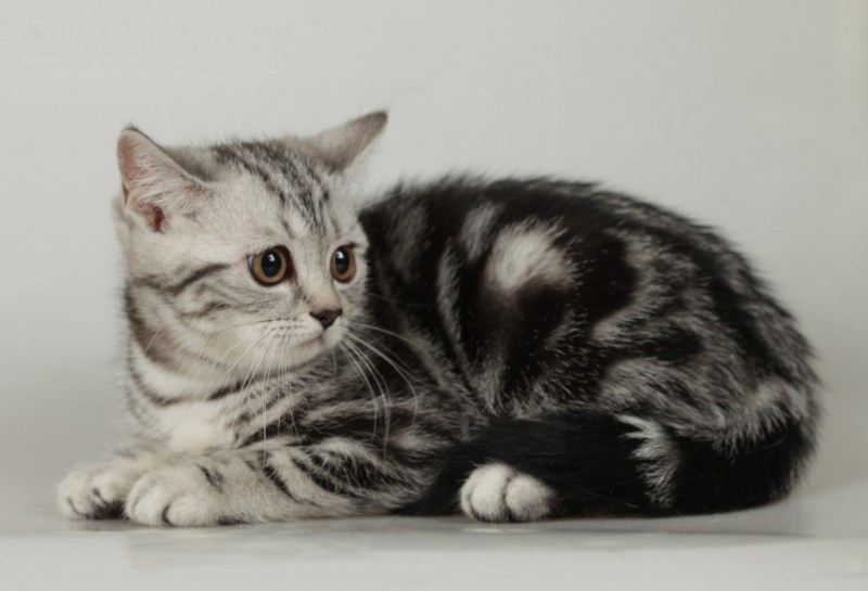 Шотландская прямоухая кошка мрамор