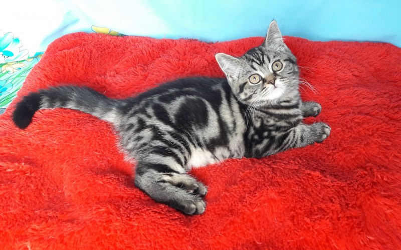 Мраморные коты шотландцы
