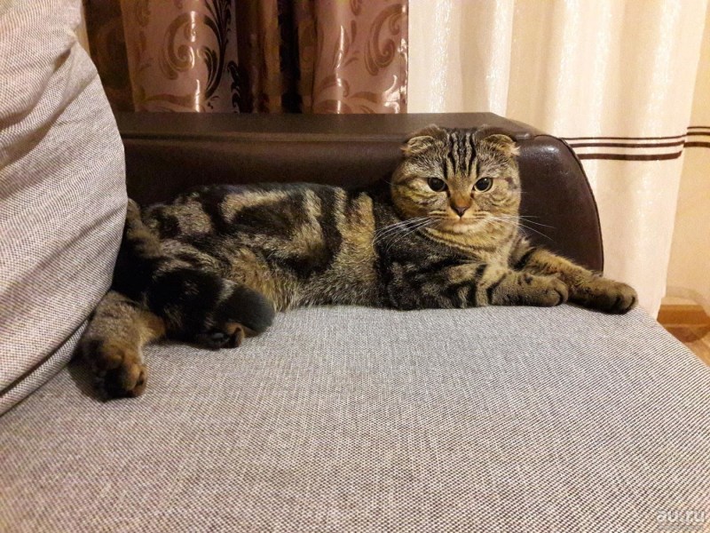 Шотландская вислоухая кошка мраморная