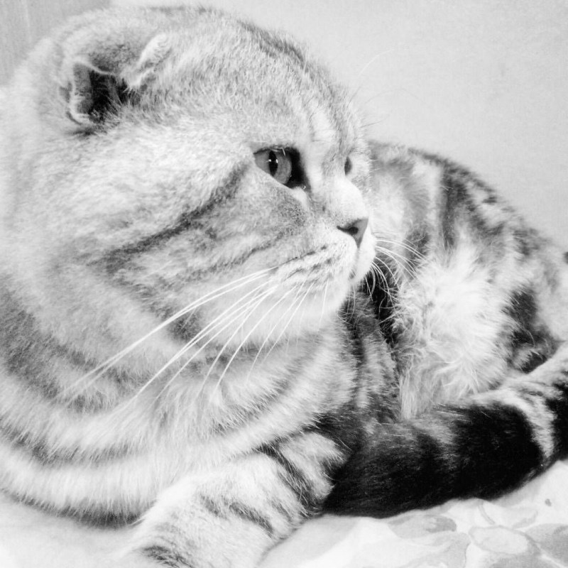 Мраморный шотландский кот вислоухий