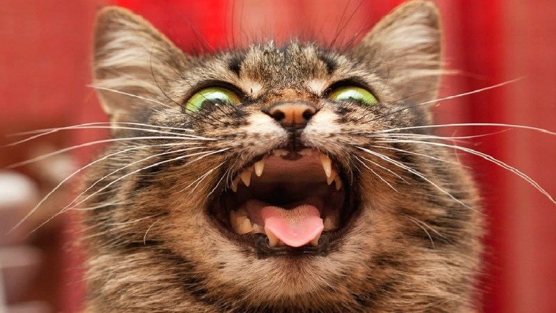 Смешной кот