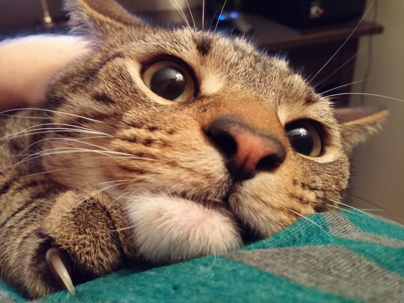 Смешной кот
