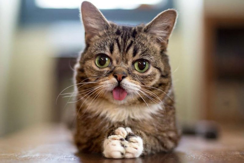 Смешные котики