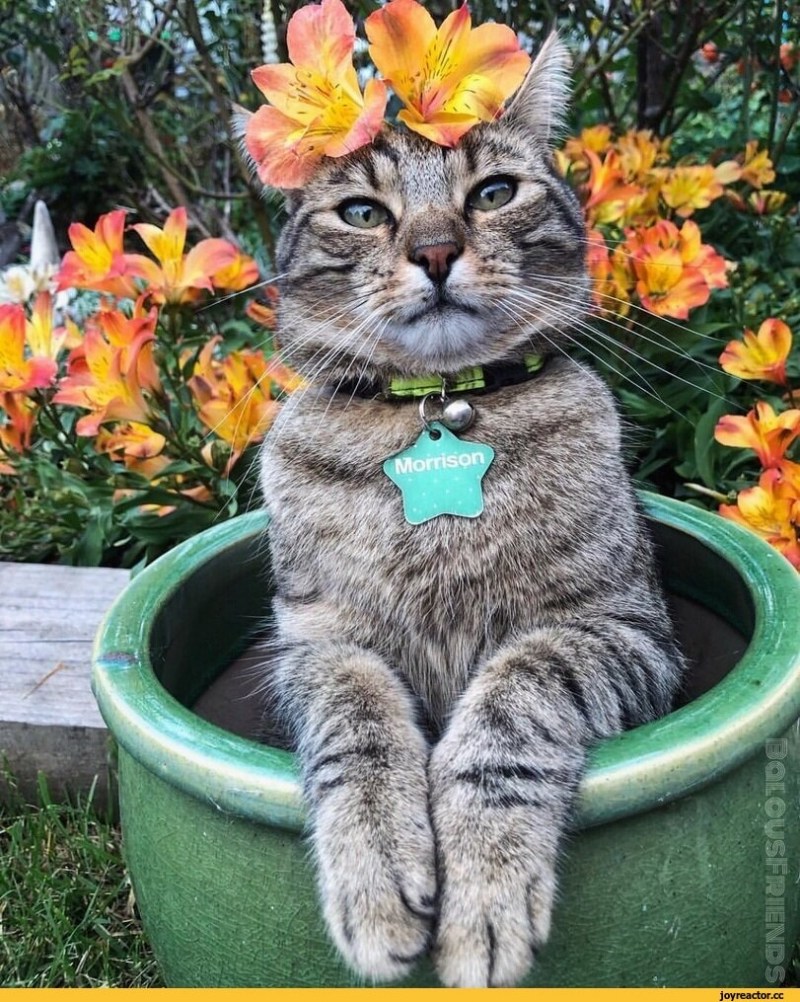 Веселый котик