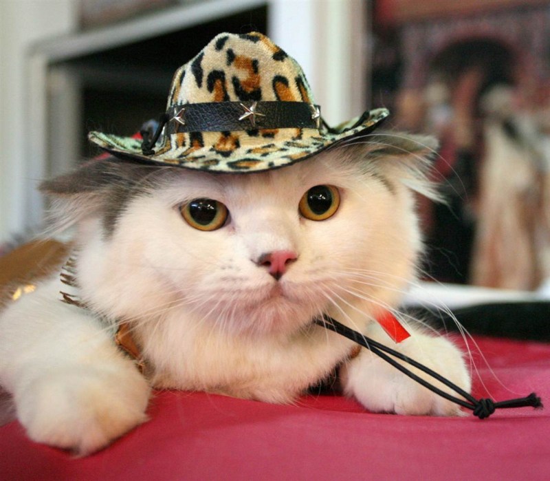 Смешные коты в шляпах