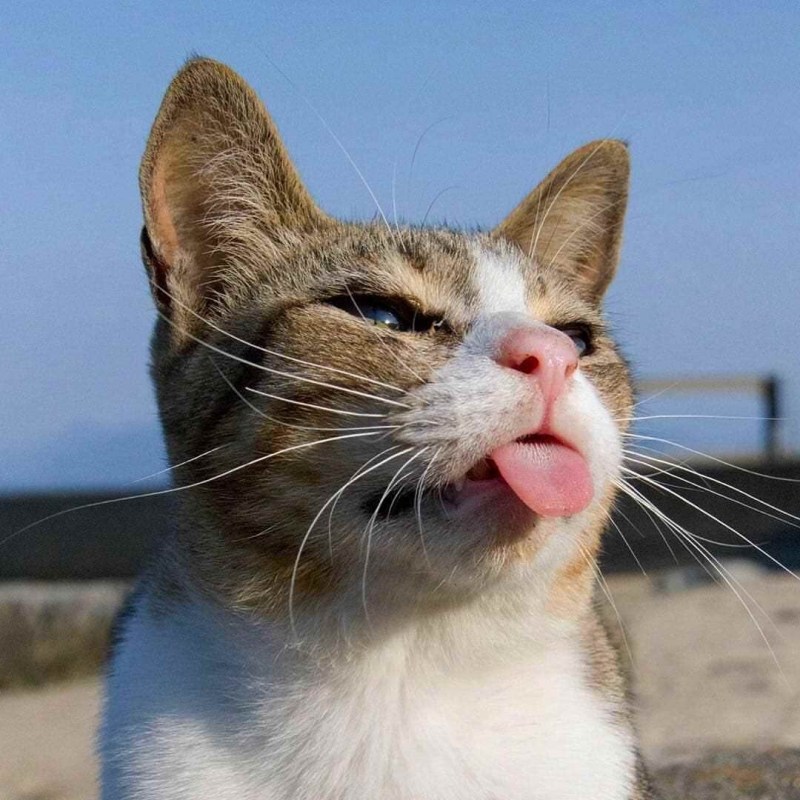 Мимишные котики
