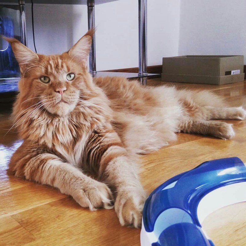 Самый большой рыжий кот