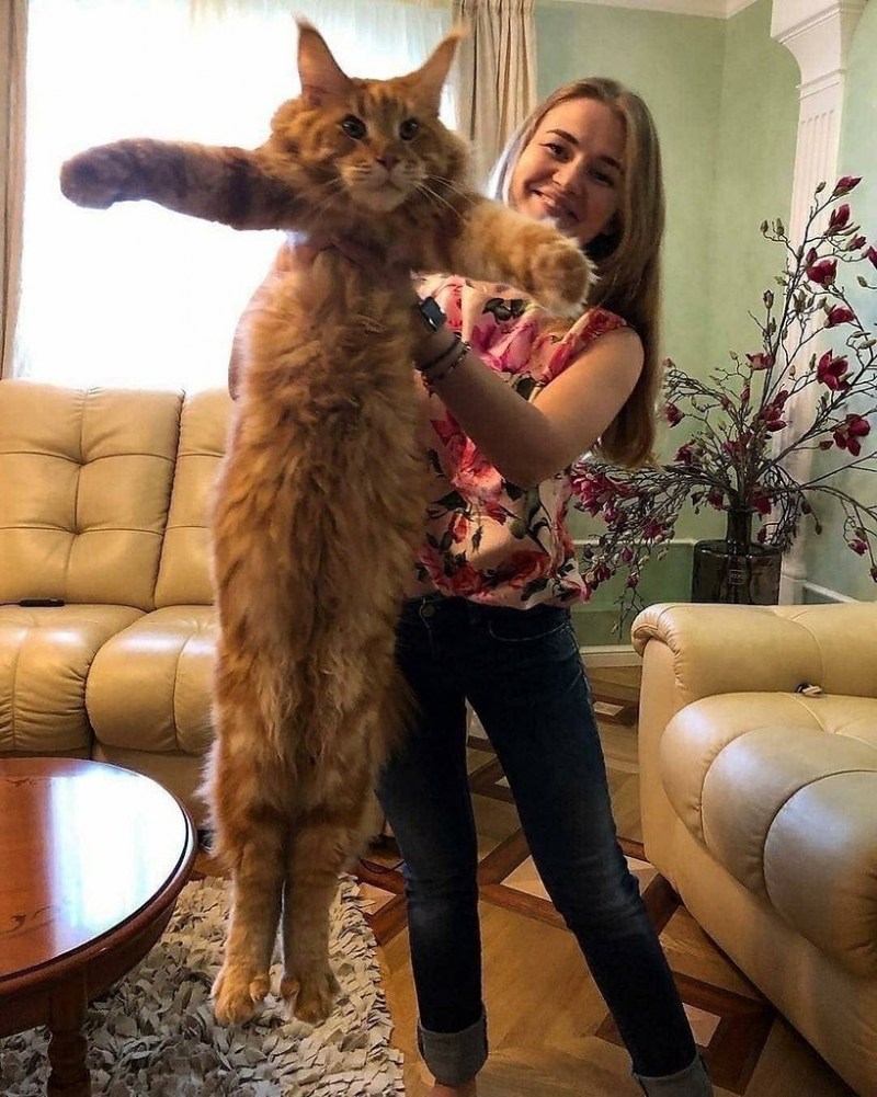 Самый большой кот Мейн кун в мире