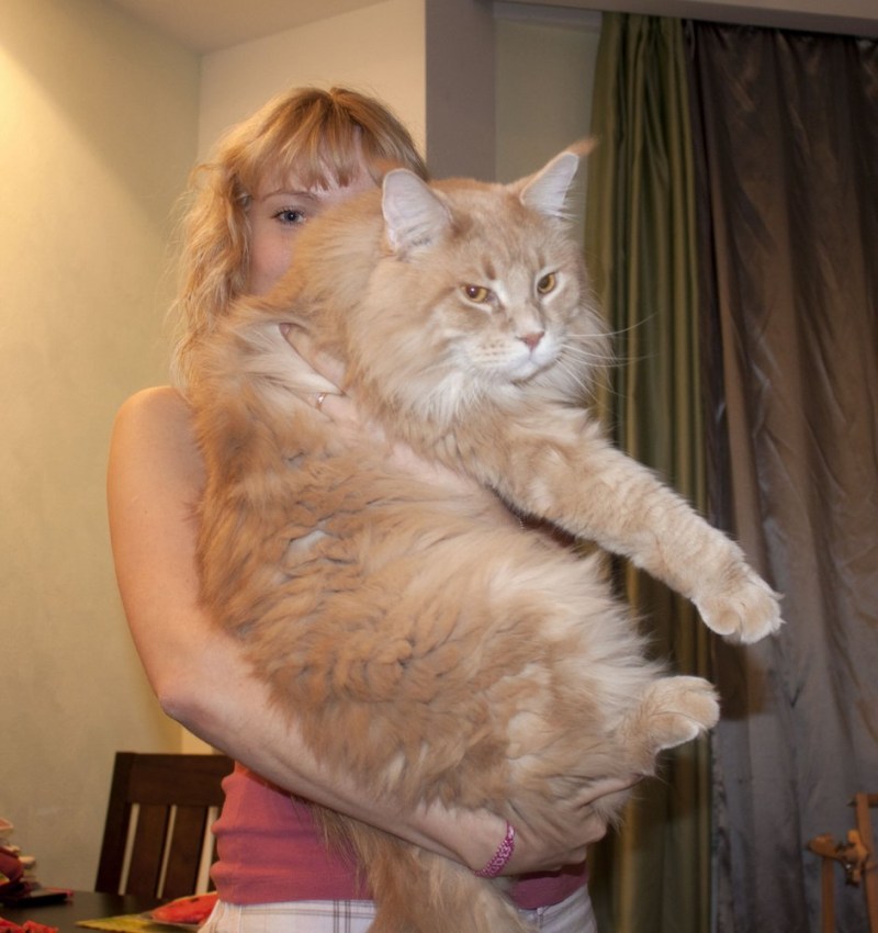 Коты Мейн кун вес