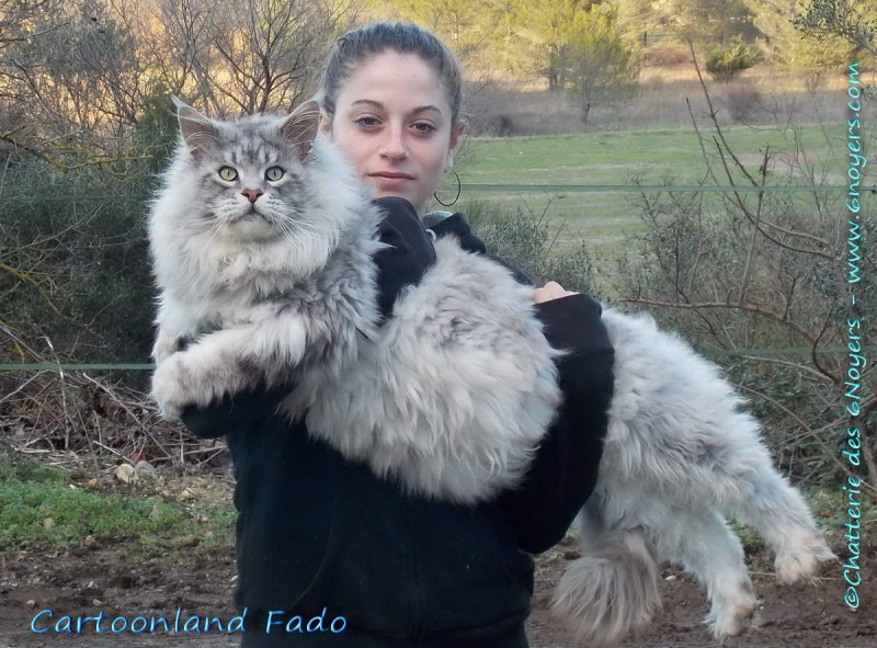 Сибирский кот с человеком