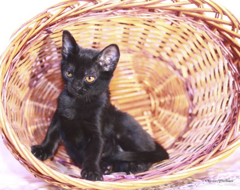 Американская короткошерстная кошка черная