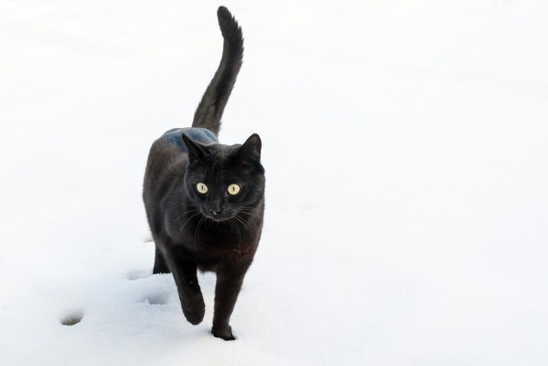 Бомбейская короткошерстная кошка