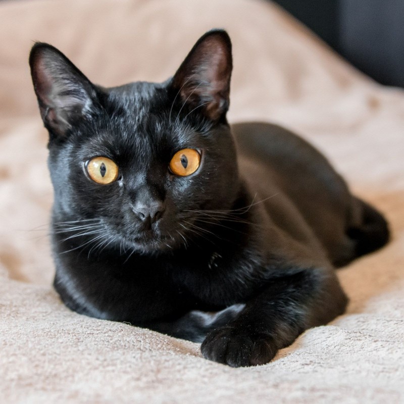 Бомбейская кошка