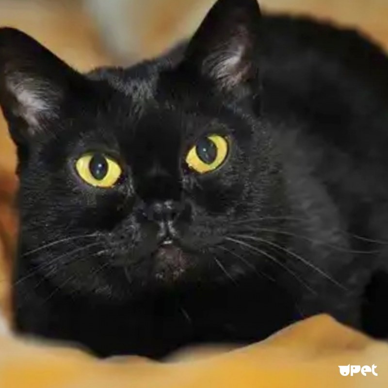 Бомбейская кошка котенок