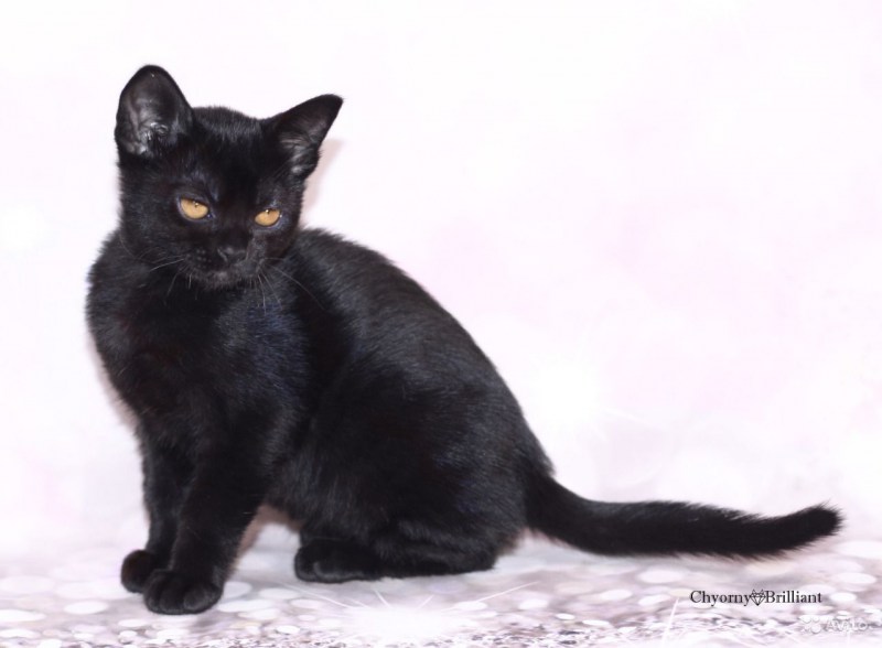 Британская Бомбейская кошка