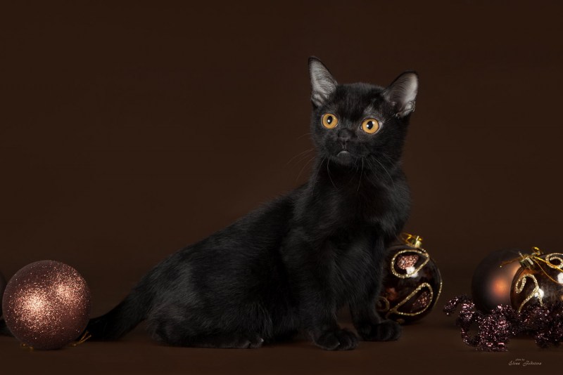 Бомбейская кошка котенок