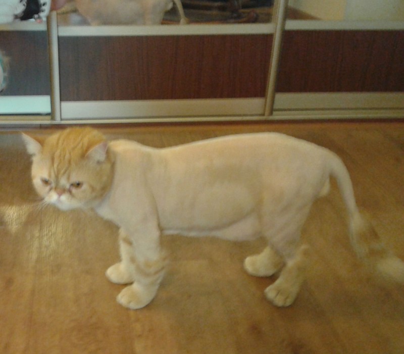 Шотландский кот стрижка под Льва