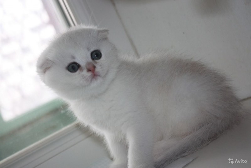Скоттиш фолд Золотая шиншилла
