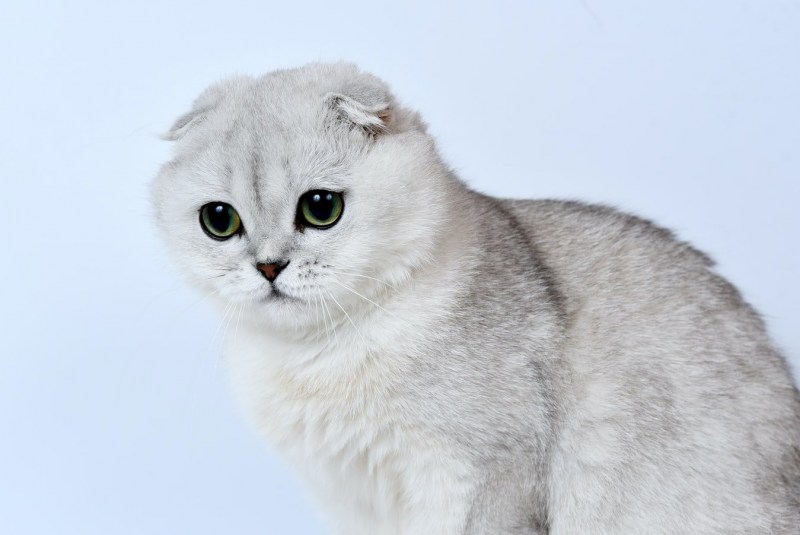 Шотландский вислоухий кот шиншилла