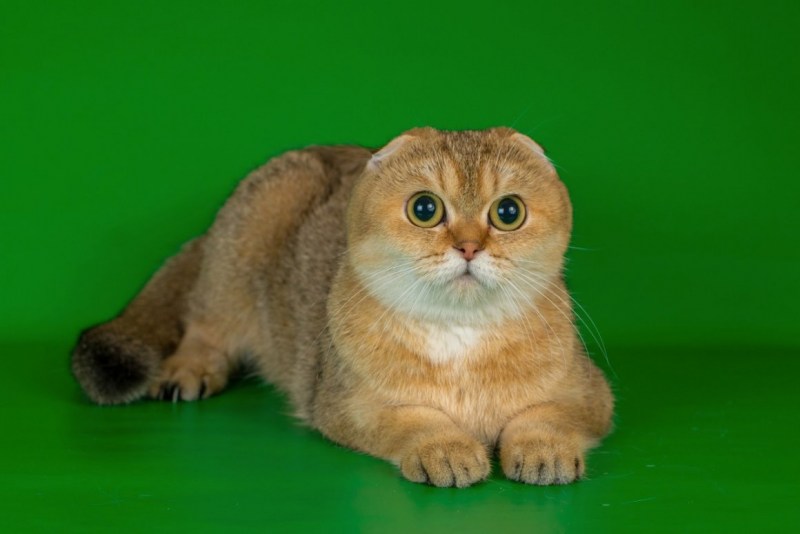 Кошка шиншилла Британская вислоухая