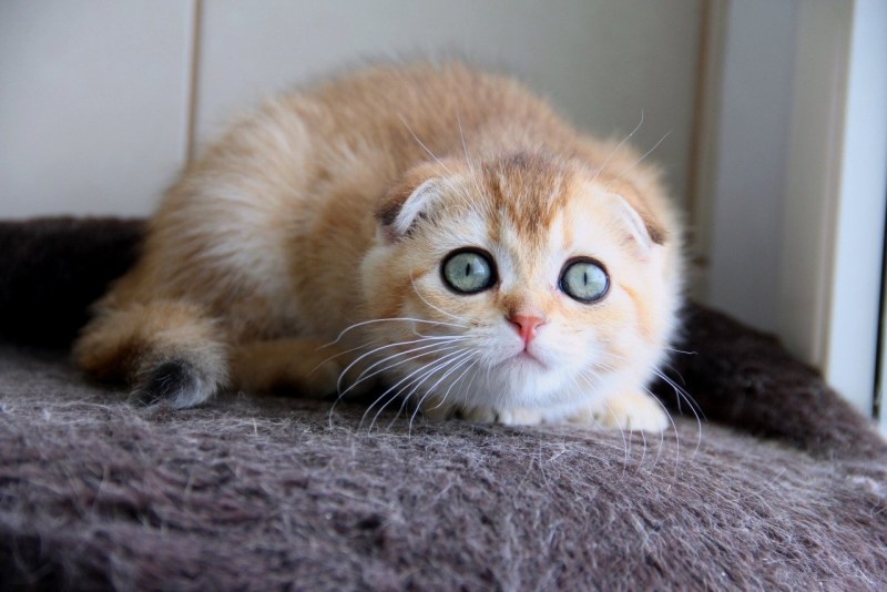 Котенок серебристая шиншилла вислоухий
