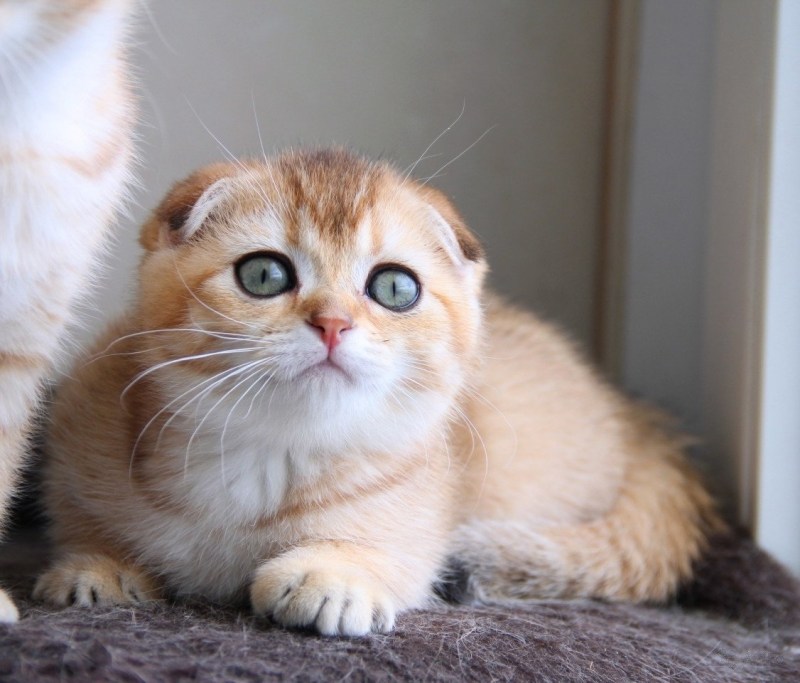 Шотландский вислоухий скоттиш фолд шиншилла