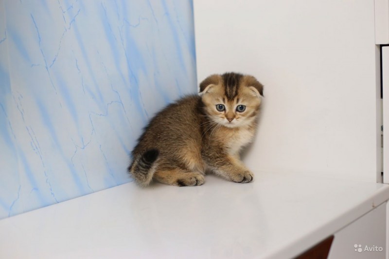 Скоттиш фолд Шотландская шиншилла