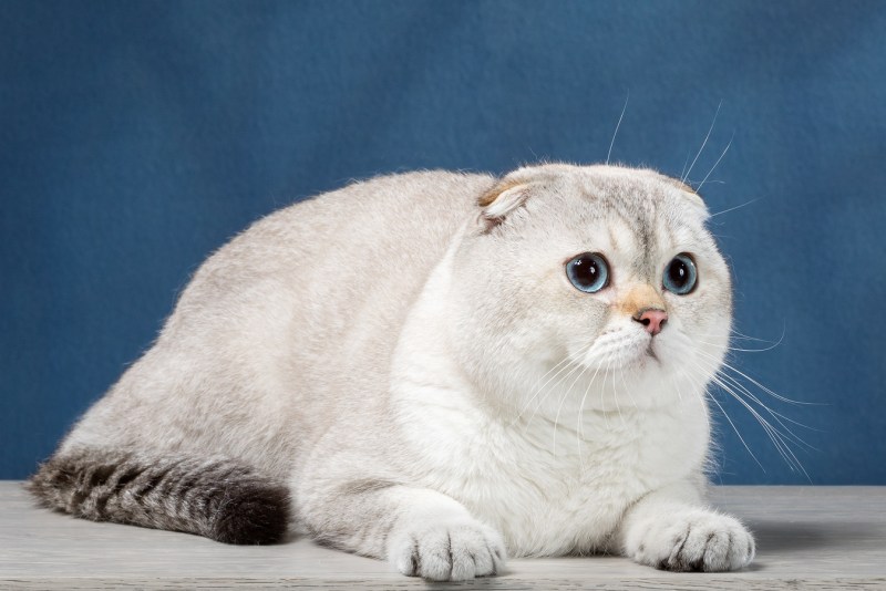 Скоттиш фолд Золотая шиншилла