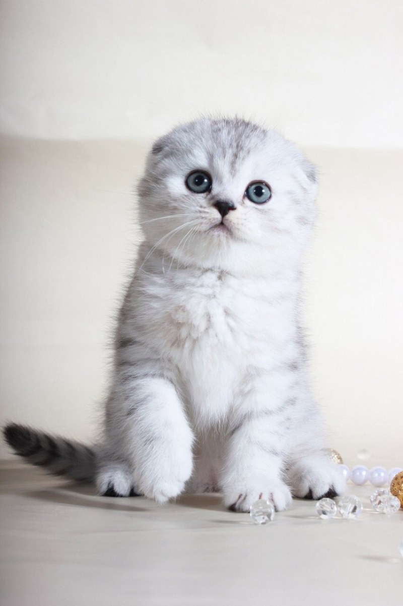 Котята золотой шиншиллы фолд