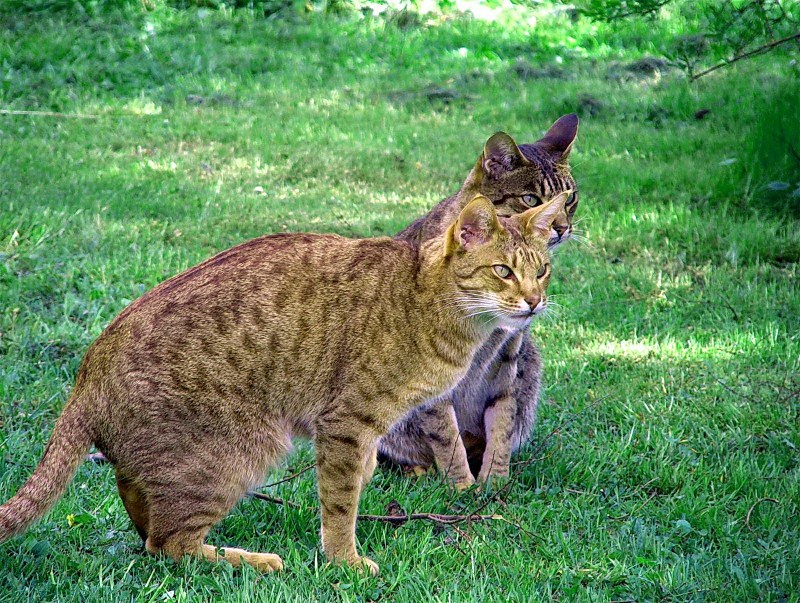 Оцикет кошка фото