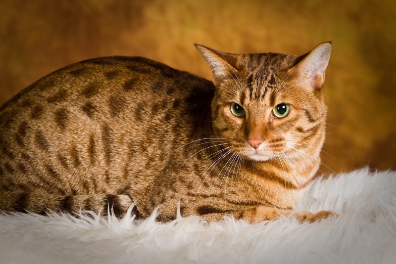 Оцикет котенок