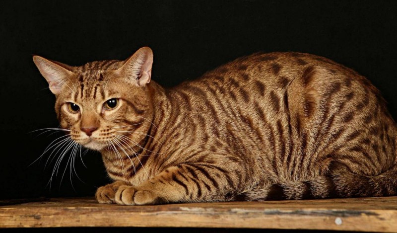 Коты породы Оцикет