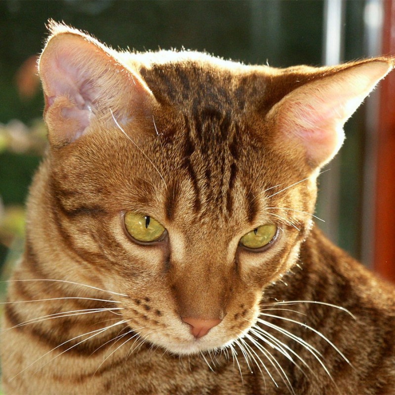 Кот Оцикет