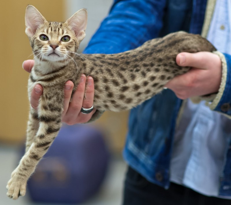 Оцикет котенок