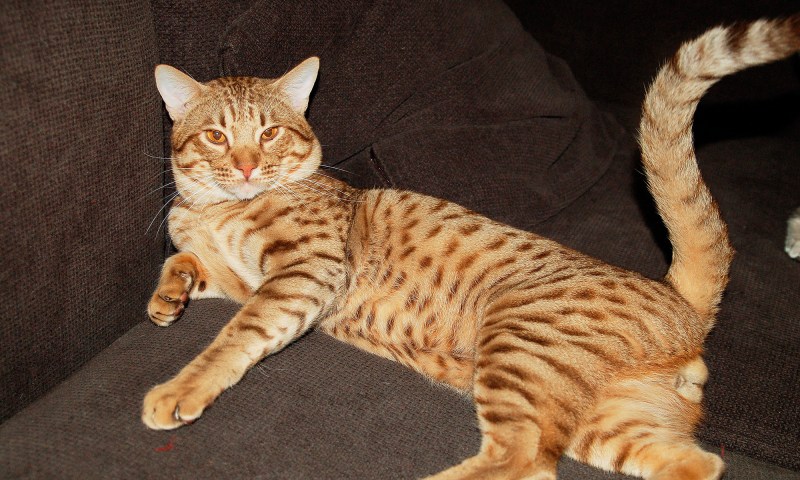 Кот Оцикет