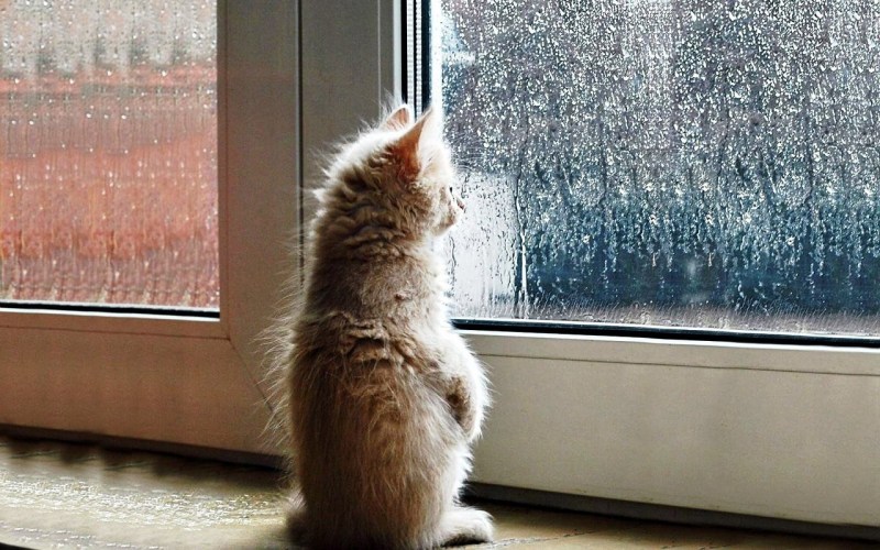 Кот окно дождь