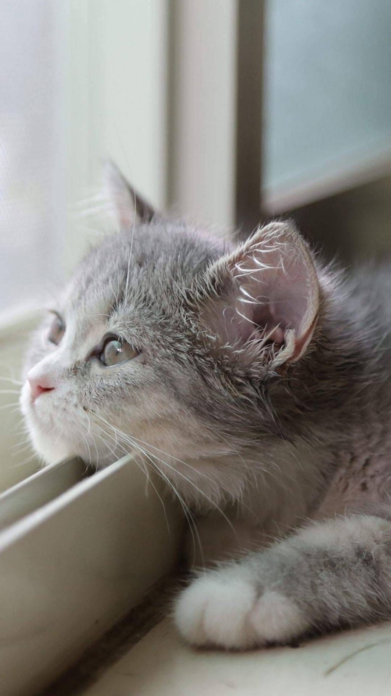 Кошка ждет кота