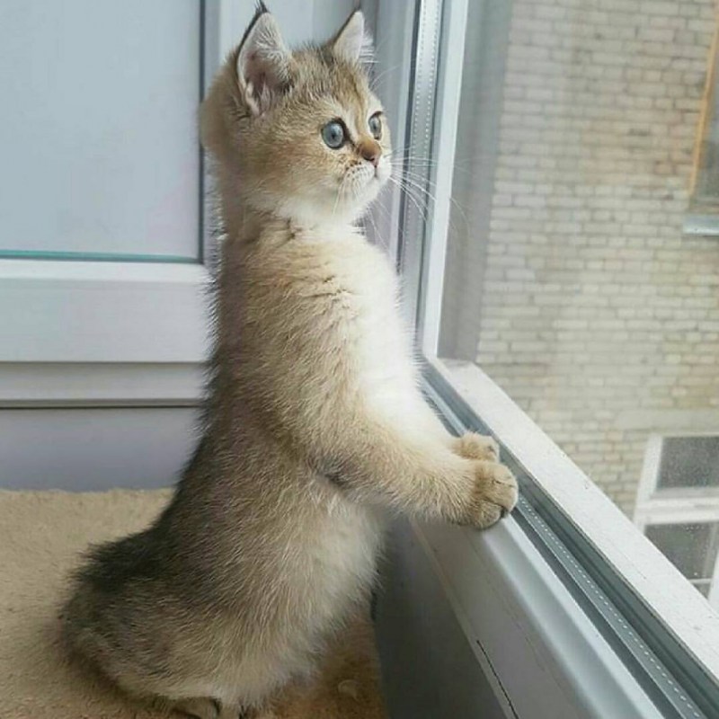 Грустный кот ждет