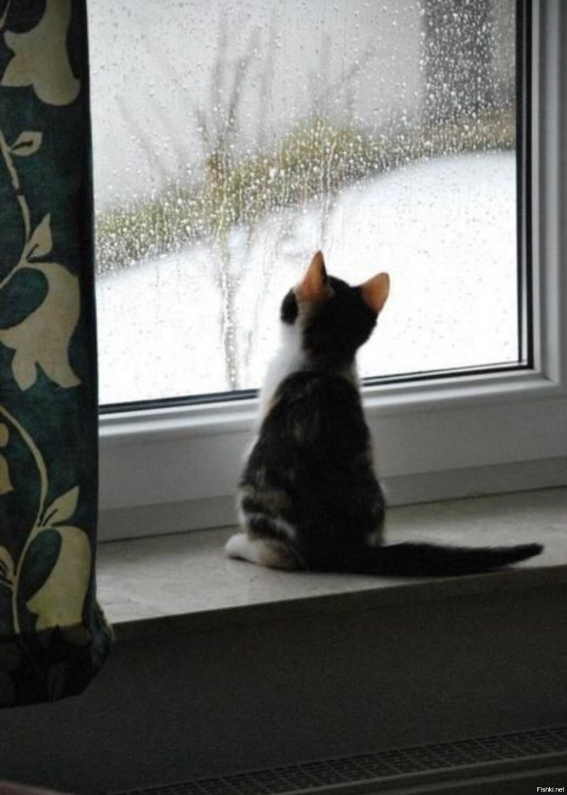 Котик на заборе