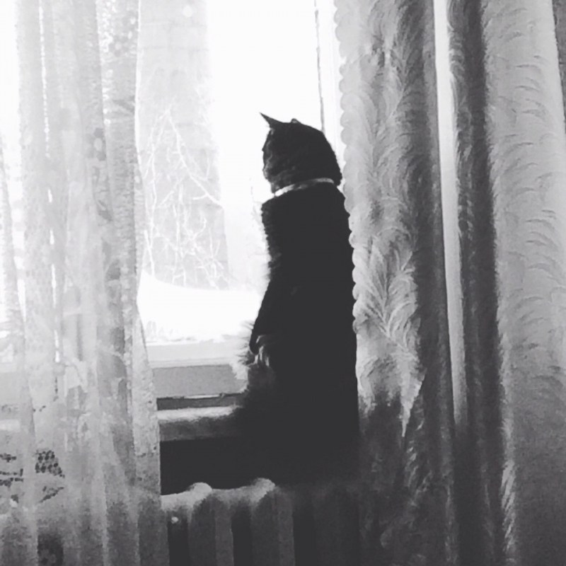 Котенок ждет у окна