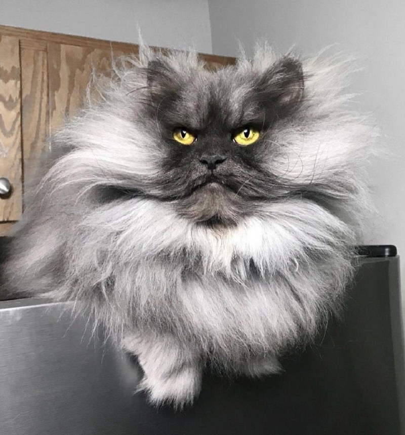 Гималайский кот Джуно