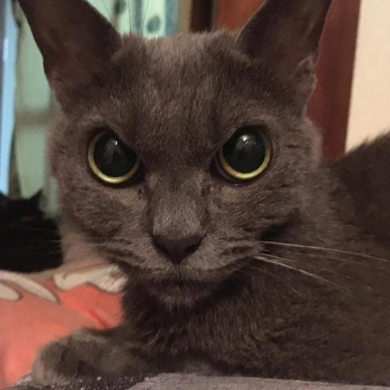 Самый злой котик в мире