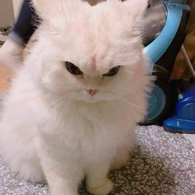 Страшный белый кот