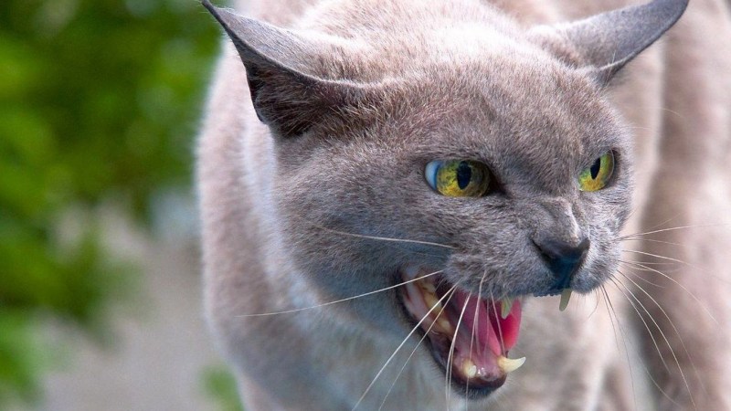 Белая кошка с красными глазами